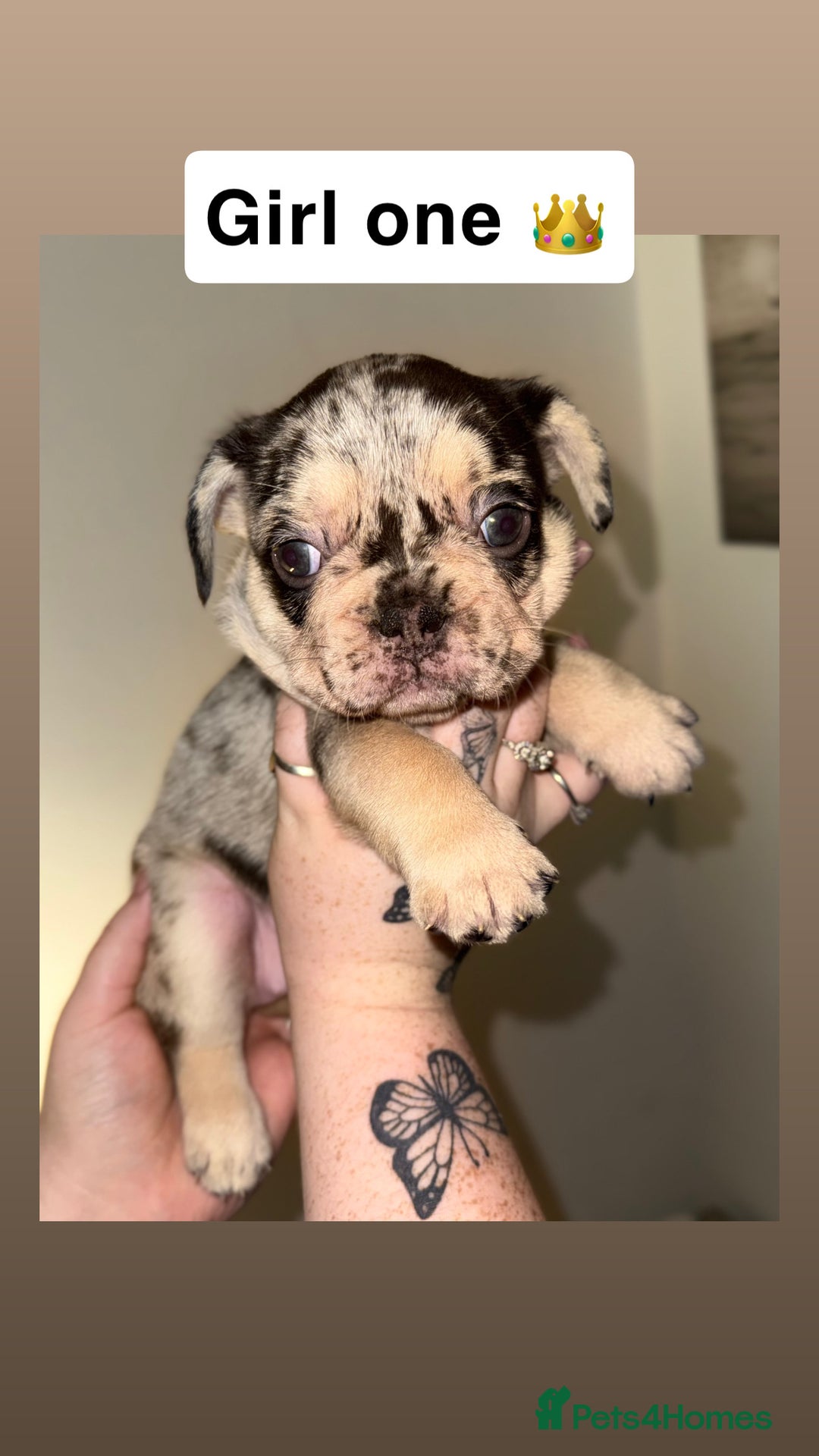 French Bulldog dogs for sale: Frenchie litter - Image 5