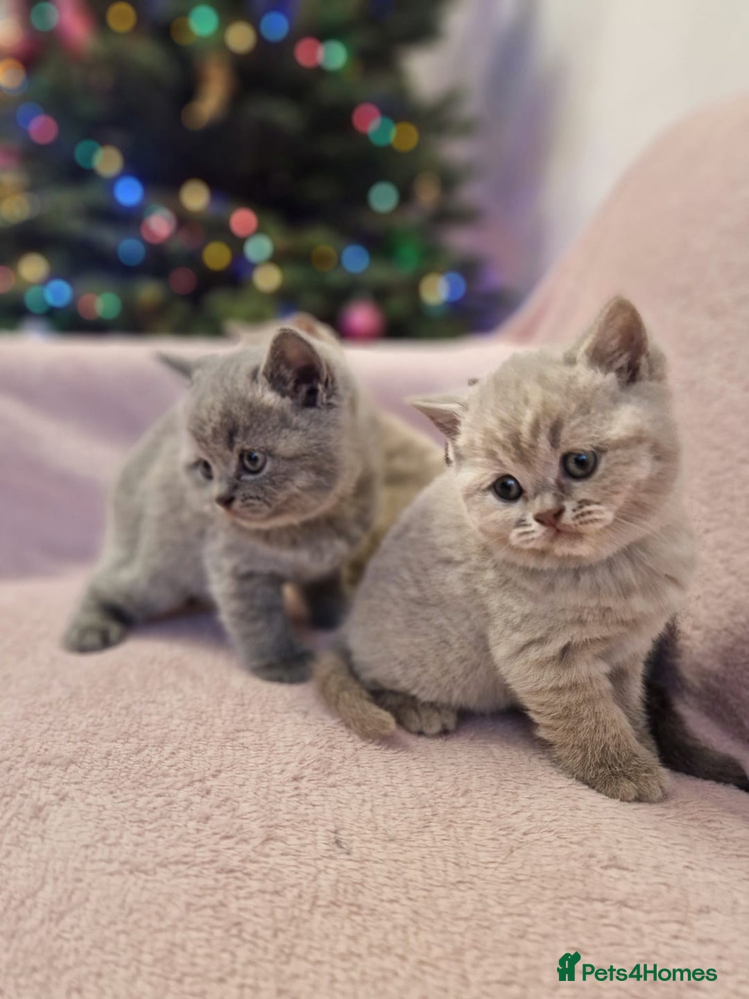 British Shorthair cats for sale: All Reserved Now. - Advert 24