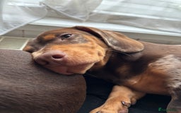 Miniature Dachshund dogs for stud: Dapple miniature dachshund for stud - Image 4