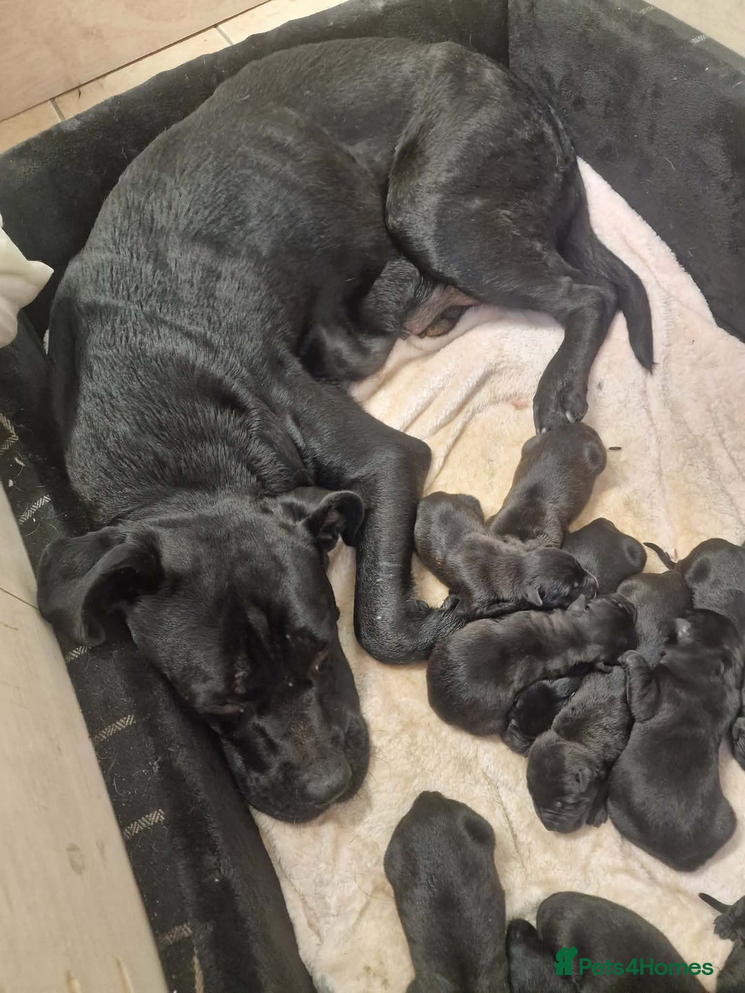 Mixed Breed dogs for sale: Cane corso x German shepherd pups  - Advert 1