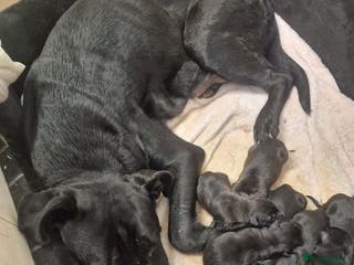 Mixed Breed dogs Cane corso x German shepherd pups - Advert 2
