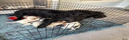 Cocker Spaniel dogs for sale: Beautiful Cocker spaniel puppies for sale - Advert 20