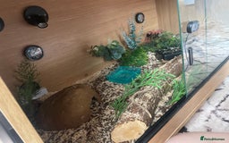 Python Snake reptiles for sale: Ball python snake  - Image 1