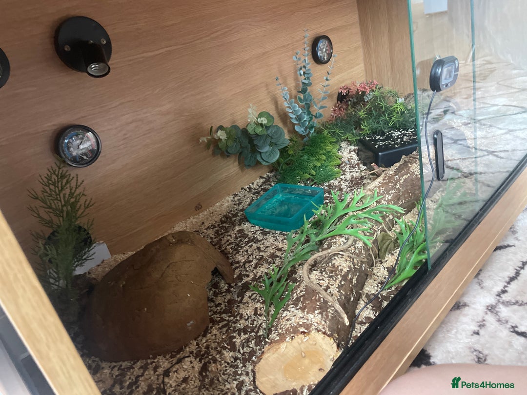 Python Snake reptiles for sale: Ball python snake  - Image 1
