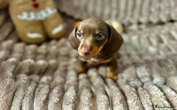 Dachshund dogs for sale: Dachshunds mini puppies   - Image 18