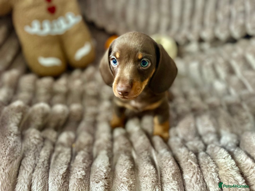 Dachshund dogs for sale: Dachshunds mini puppies   - Image 18