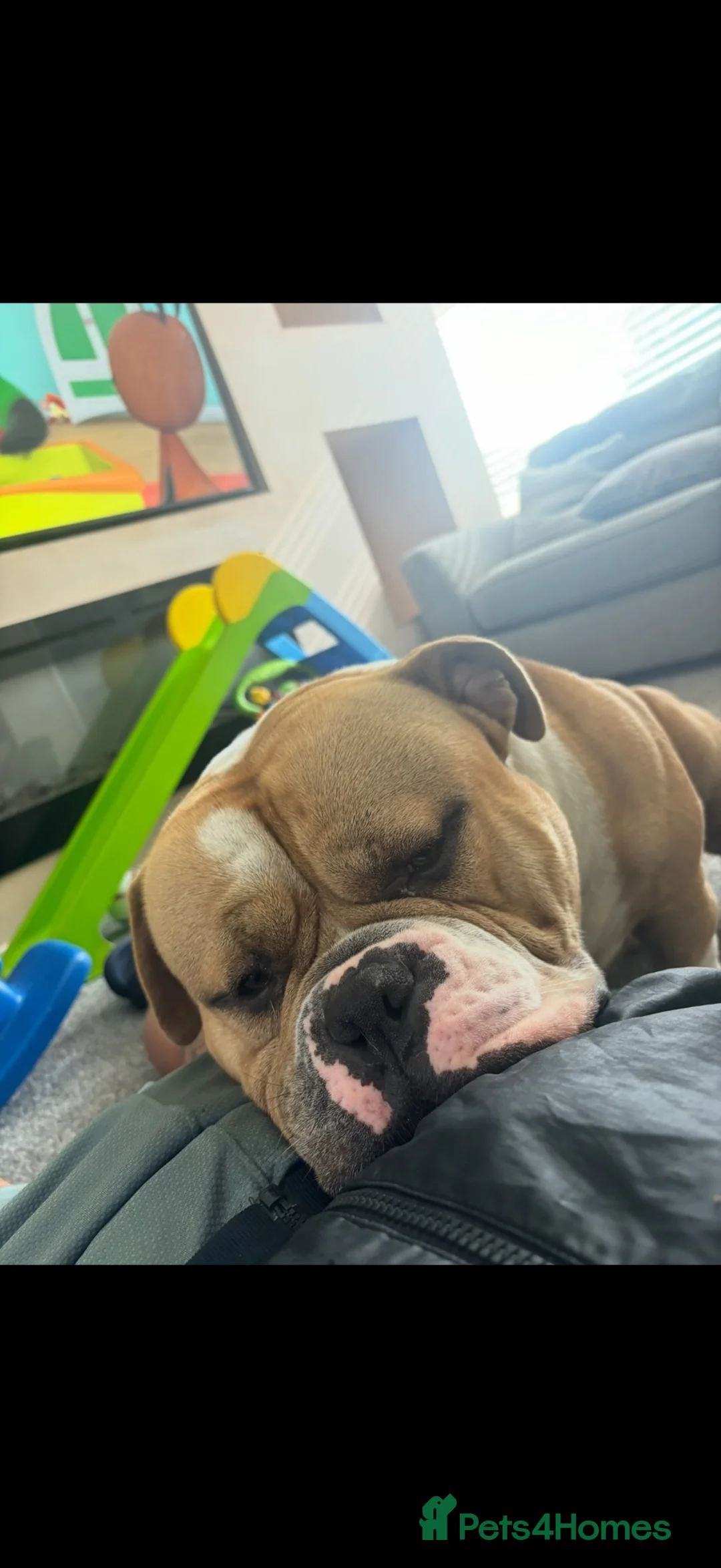 American Bulldog dogs for stud: Bruno- Pocket Bully  in Hartlepool - Advert 5