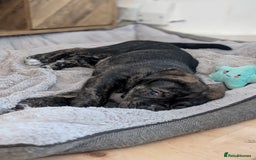 Mixed Breed dogs for sale: Two beautiful Staffy x Husky puppies  - Image 23