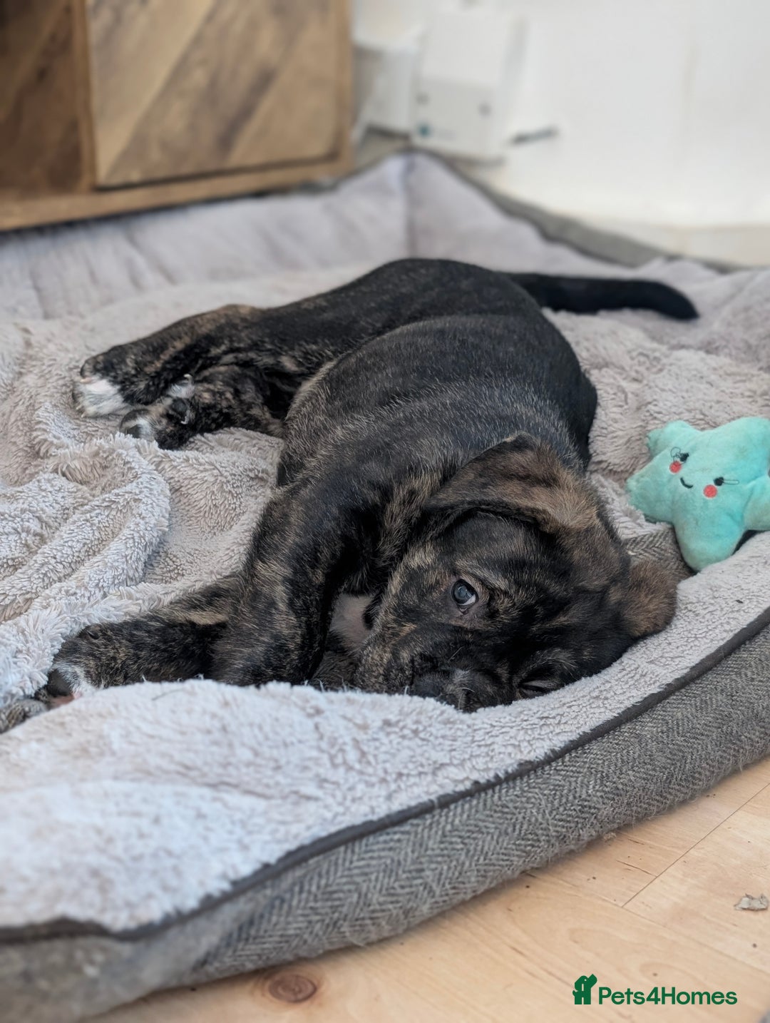 Mixed Breed dogs for sale: Two beautiful Staffy x Husky puppies  - Image 23