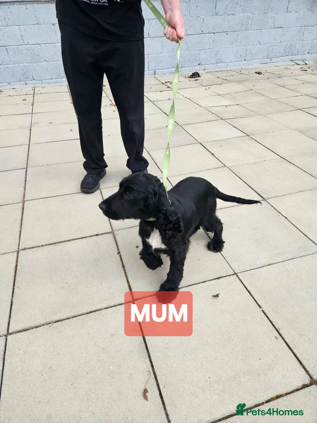 Cocker Spaniel dogs for sale: Cocker spaniel puppy  in Goole - Advert 8