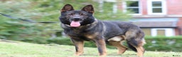 German Shepherd dogs for stud: **CZECH IMPORT STUD LIMITED TIME ** in Birmingham - Advert 6