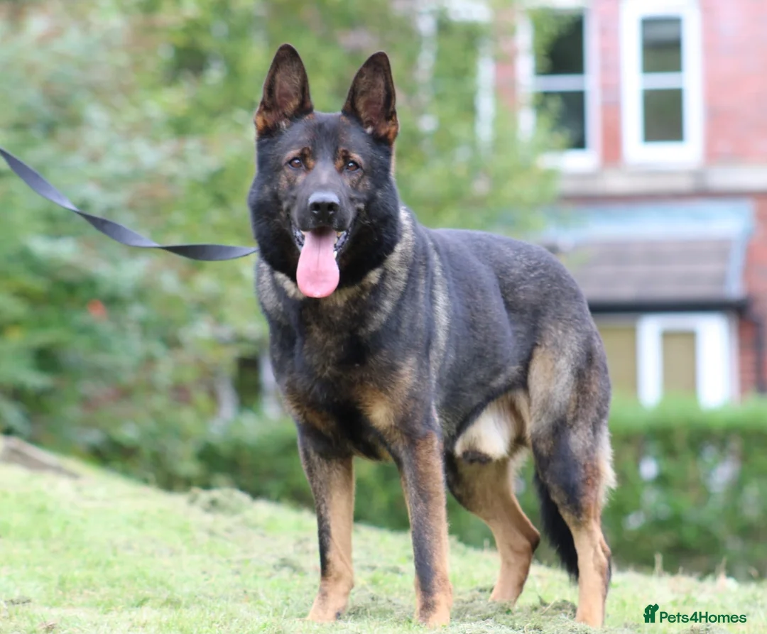 German Shepherd dogs for stud: **CZECH IMPORT STUD LIMITED TIME ** in Birmingham - Advert 6