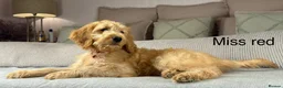 Goldendoodle dogs for sale: These will be stunning adults. Real head turners. - Advert 29