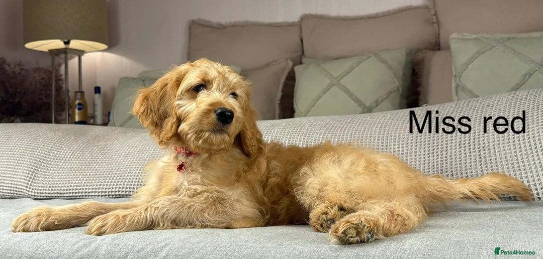 Goldendoodle dogs for sale: These will be stunning adults. Real head turners. - Advert 29