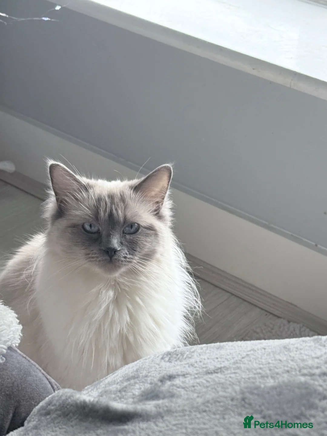 Ragdoll cats for sale: Kiki  - Advert 2