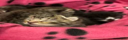 Domestic Shorthair cats for sale: Four sweet tabby & black kittens for sale - Advert 17
