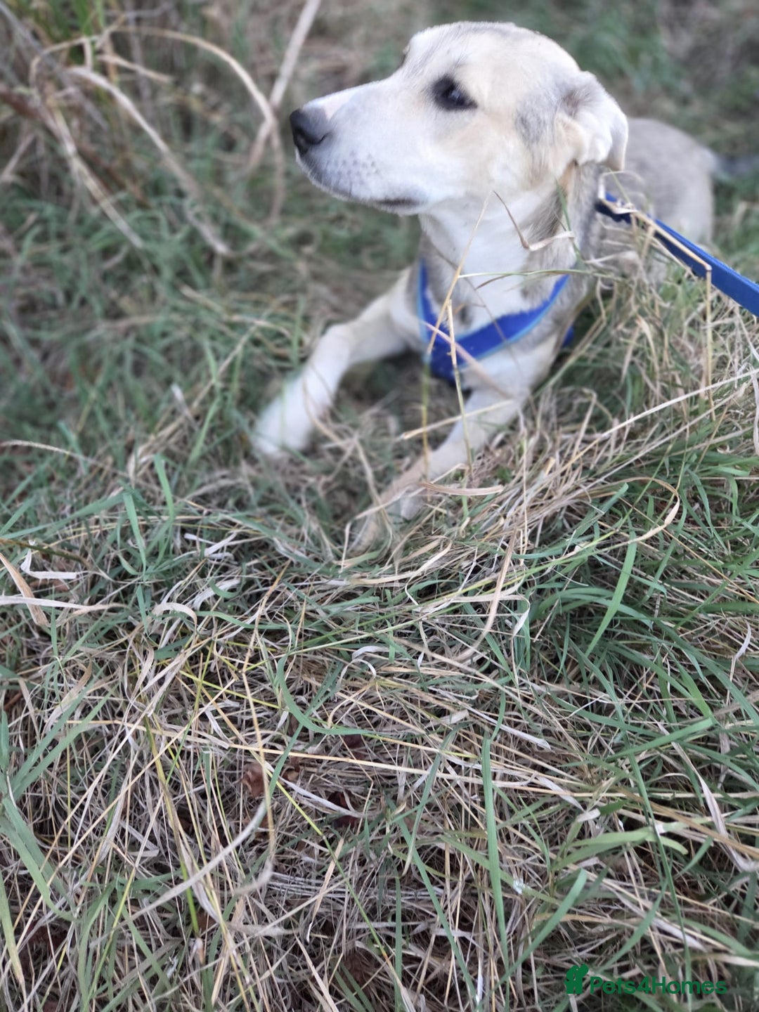 Mixed Breed dogs for adoption: RUDI - a Lovely young boy for a Loving Home - Image 3