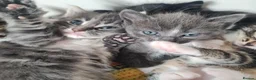 Mixed Breed cats for sale: Kittens - Advert 6