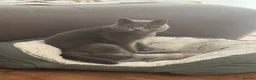 British Shorthair cats for sale: Adorable British Shorthair Kittens 🐾 - Advert 11