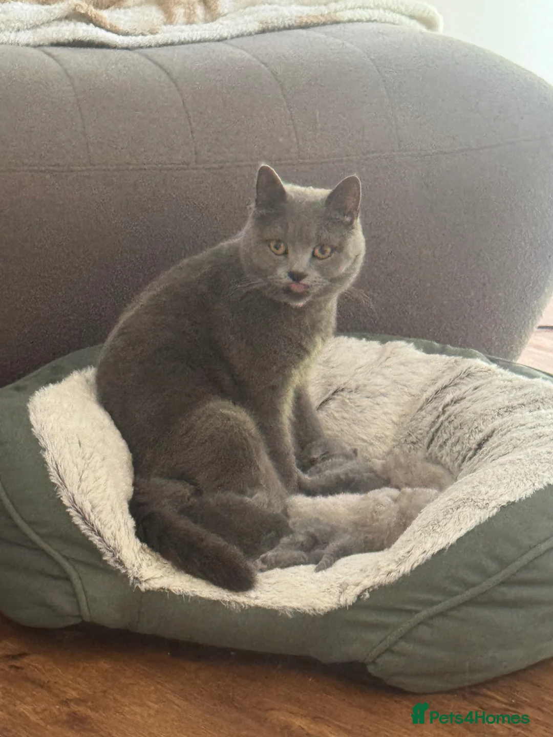 British Shorthair cats for sale: Adorable British Shorthair Kittens 🐾 - Advert 11