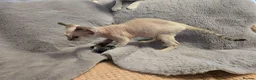 Devon Rex cats for sale: Super loving Devon Rex - Advert 5