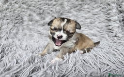 Chihuahua dogs for sale: Beautiful fluffy long haired chihuahuas - Image 36