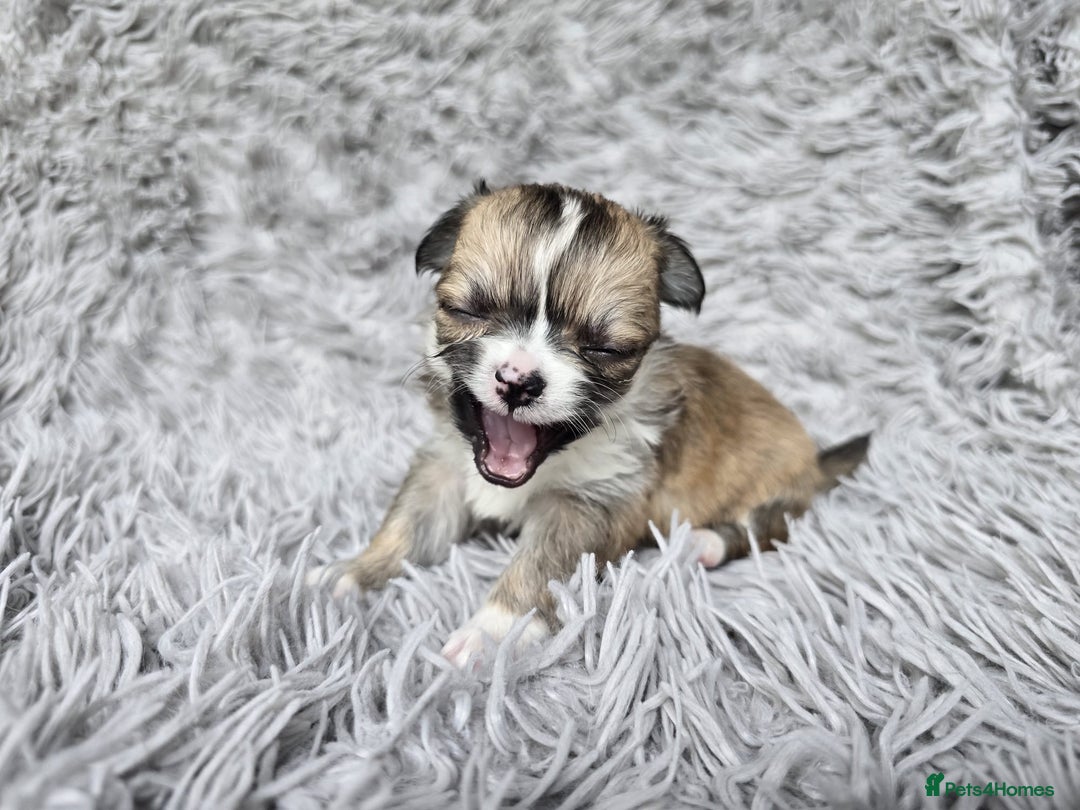 Chihuahua dogs for sale: Beautiful fluffy long haired chihuahuas - Image 36