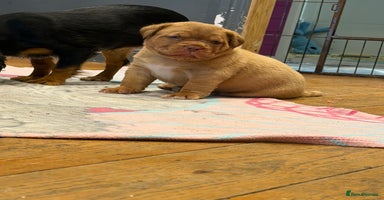 Dogue De Bordeaux dogs - Advert 8
