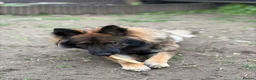 German Shepherd dogs for sale: Female german shepherd  in Derby - Advert 18