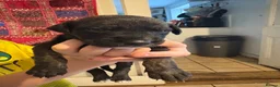 Mixed Breed dogs for sale: Beautiful whippet x puppies!! (Lurchers) - Advert 10
