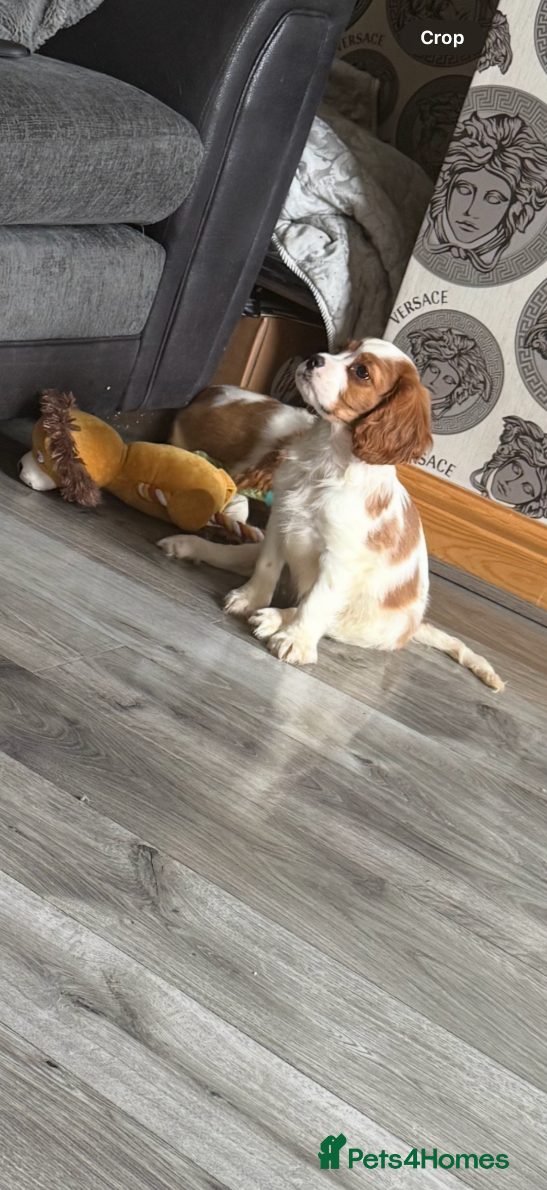Cavalier King Charles Spaniel dogs for sale: Ready now Kennel club dna  clear cavalier puppies  - Image 34