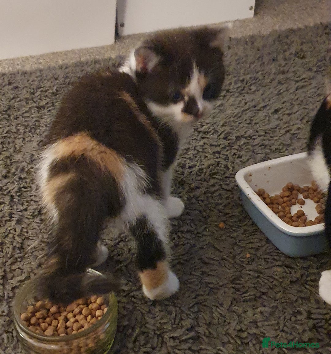 British Shorthair cats for sale: Two beautiful kittens ready for new home - Advert 4