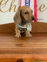Miniature Dachshund dogs - Advert 15