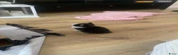 British Shorthair cats for sale: Two Lovely Male Kittens. Playful & Well Trained in Middlesbrough - Advert 7