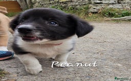 Border Collie dogs for sale:  Any farmers looking for working dogs? - Image 39