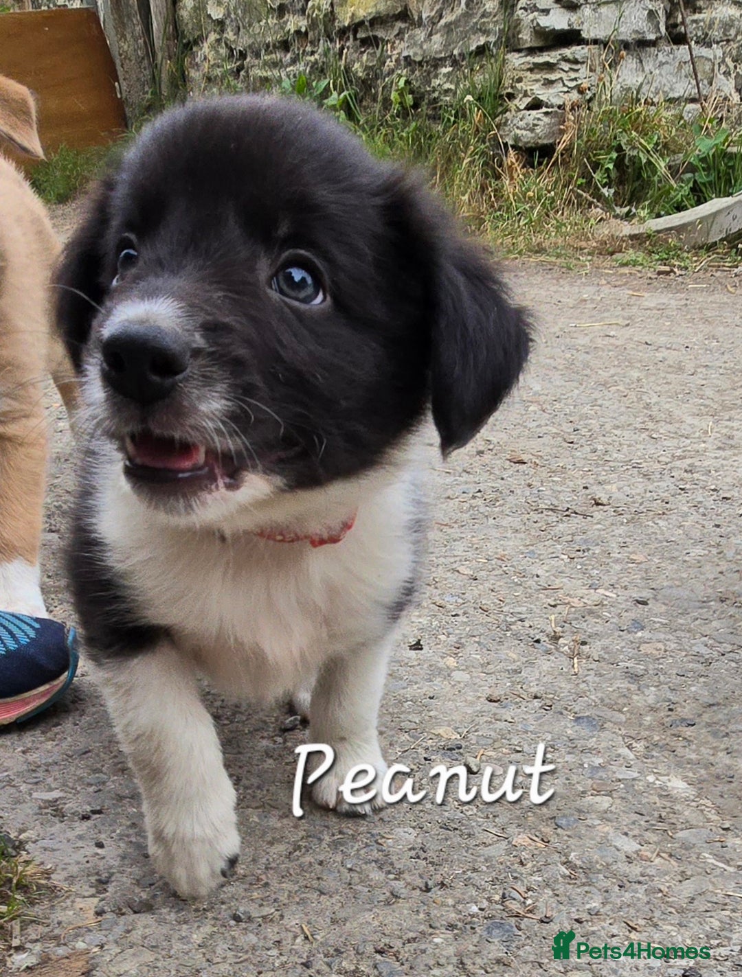 Border Collie dogs for sale:  Any farmers looking for working dogs? - Image 39