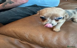 Dachshund dogs for sale: Miniature dachshund puppies - Image 2