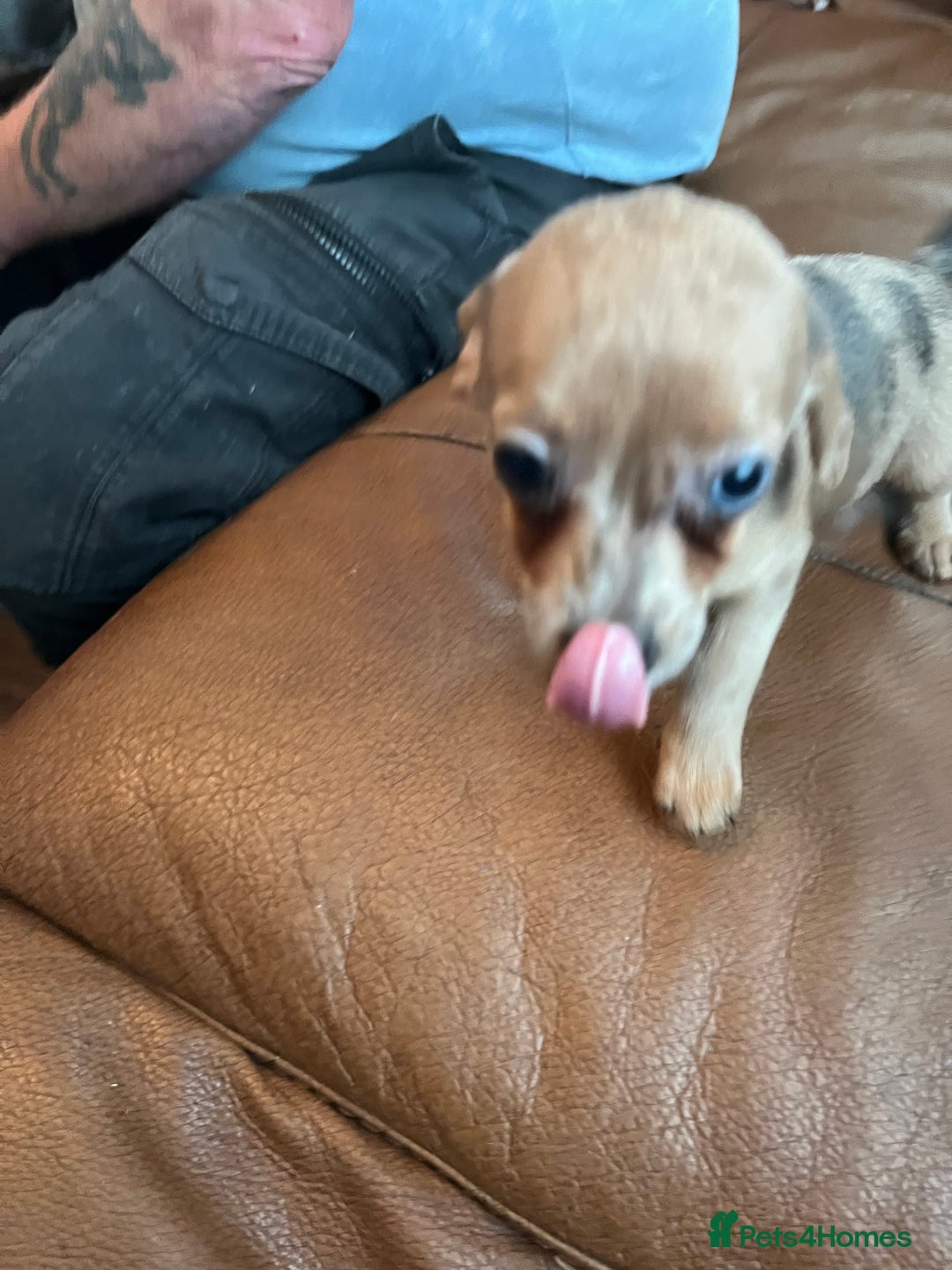 Dachshund dogs for sale: Miniature dachshund puppies - Image 2