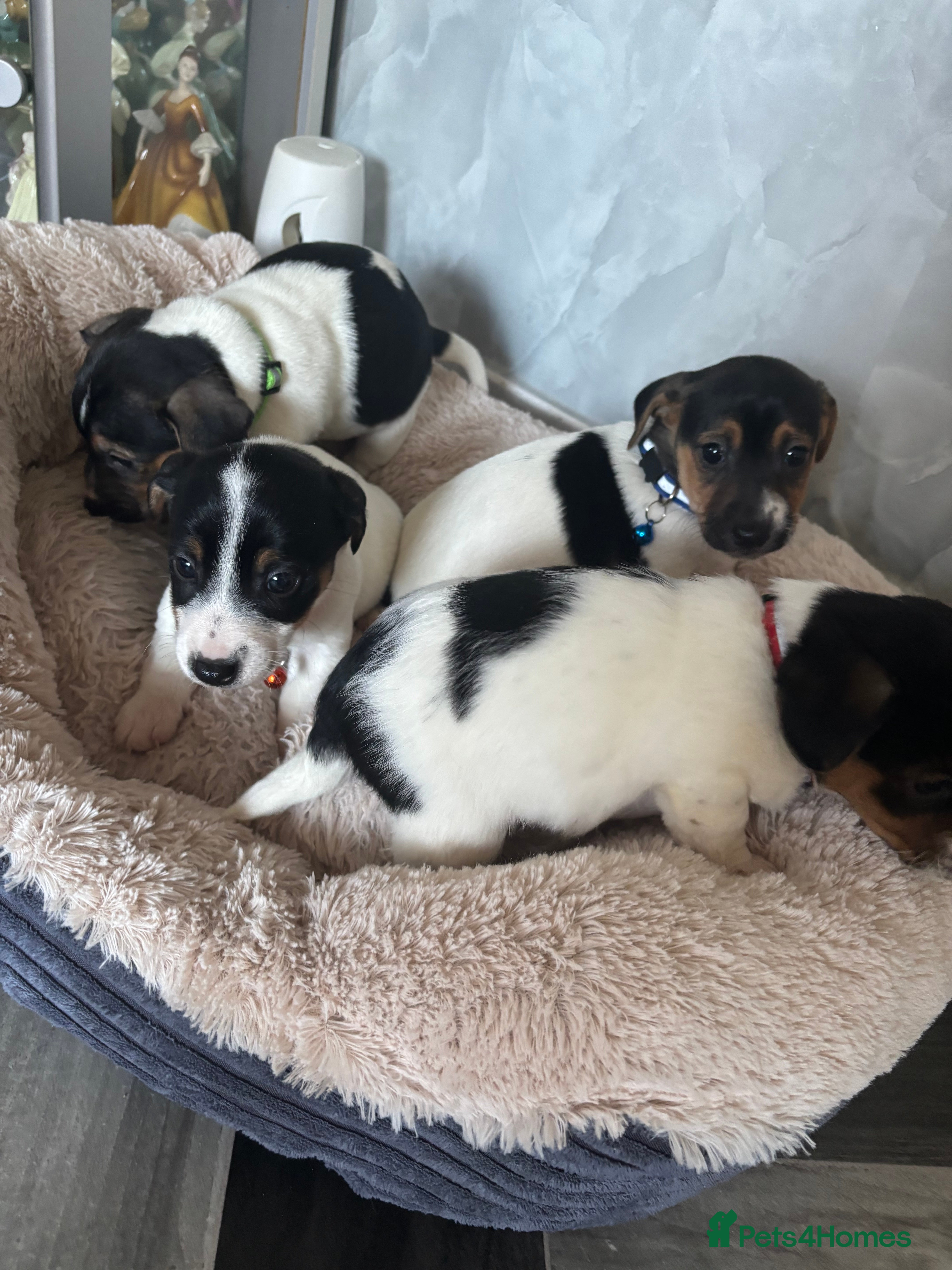 Jack Russell dogs 5 traditional Jack Russell puppys  - Advert 4