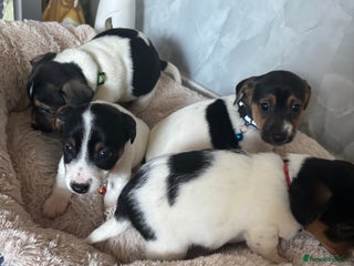 Jack Russell dogs 5 traditional Jack Russell puppys - Advert 5