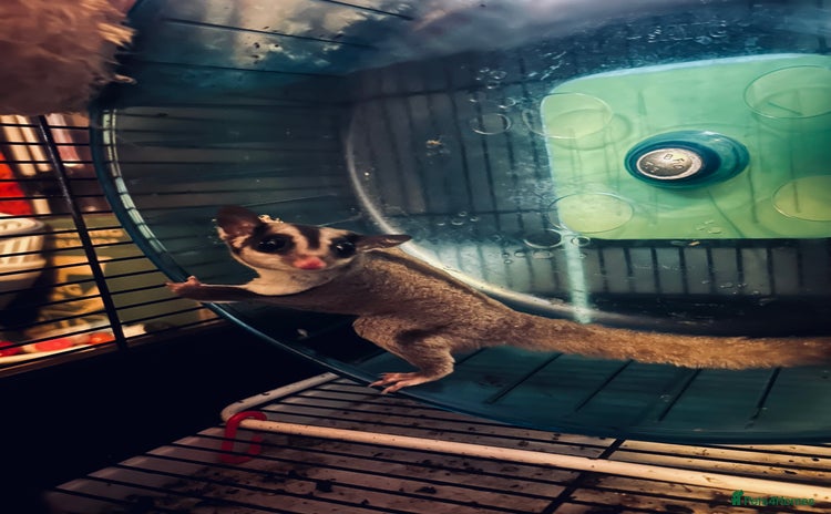 Sugar Glider rodents - Advert 16