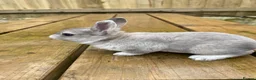 Rex rabbits for sale: 💖Pure bred mini Rex litter 💖 - Advert 3