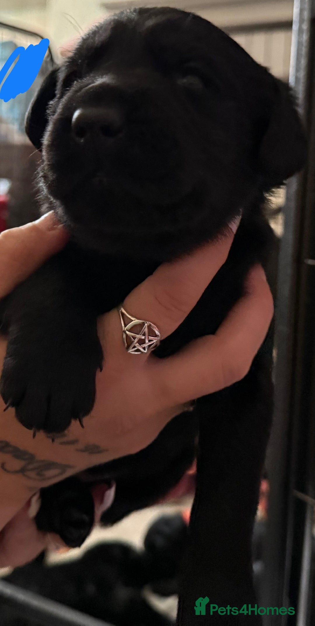 Labrador Retriever dogs for sale: Stunning litter of pure bred black Labrador pups  - Image 21