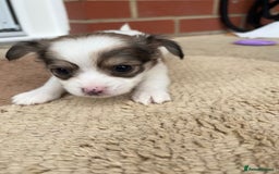 Chihuahua dogs for sale: Chihuahua Puppies ready for new HOME - Image 4