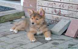 Mixed Breed dogs for sale: Shollies  in Rochdale - Image 28