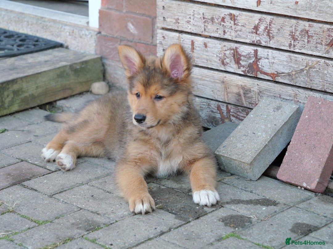 Mixed Breed dogs for sale: Shollies  in Rochdale - Image 28