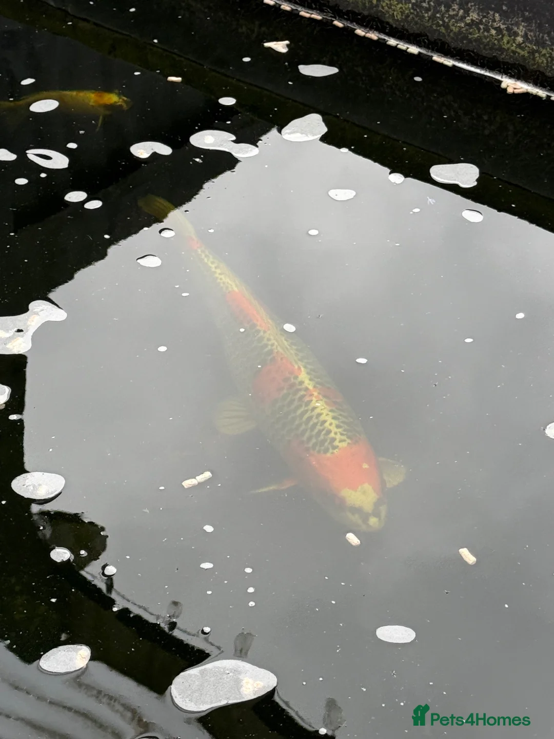 Koi Carp fish for sale: Koi Karp - 4 x large, smaller ones too  - Advert 5