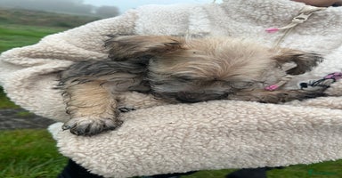 Mixed Breed dogs - Advert 3