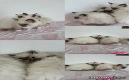 Ragdoll cats for sale: Beautiful ragdoll kittens  - Image 22