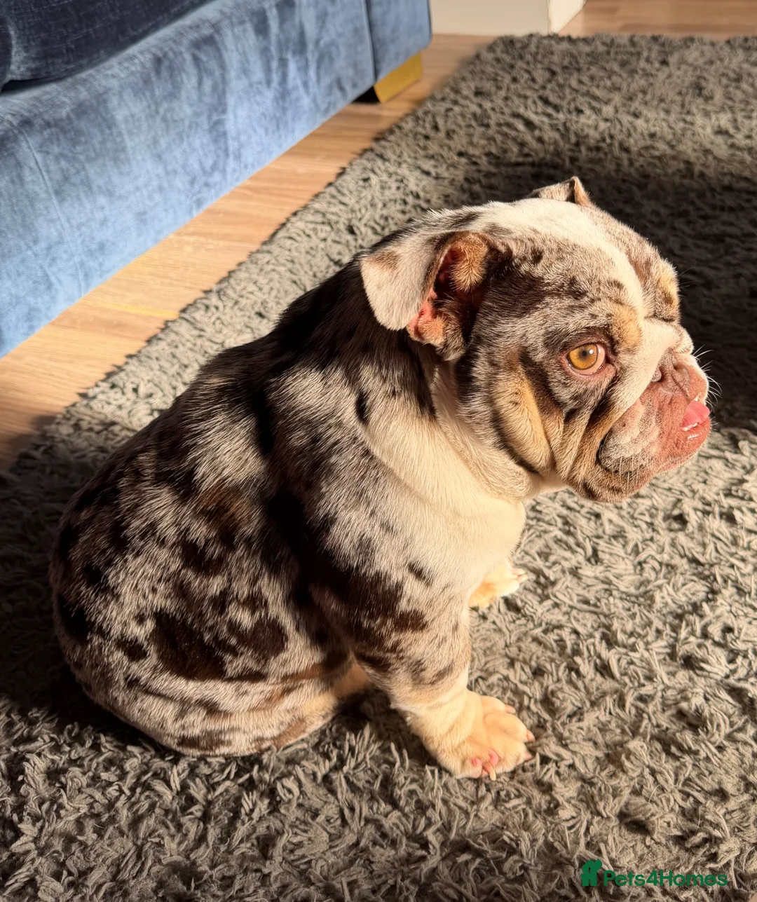 English Bulldog dogs for sale: Stunning MERLE bitch 1 year old 💫  - Advert 1